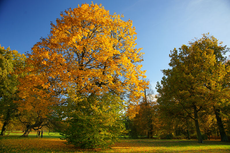 Herbstliche Impressionen Aud Dem Branitzer Park 20180405 1867887407